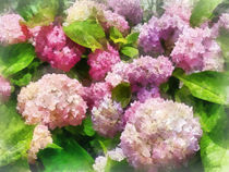Pink and Lavender Hydrangea by Susan Savad