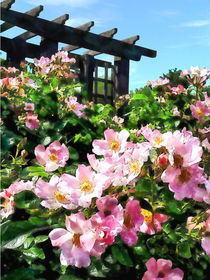 Pink Roses Near Trellis by Susan Savad