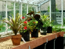Plants in Greenhouse by Susan Savad