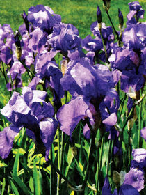 Irises Princess Royal Smith by Susan Savad