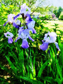 Purple Irises in Suburbs by Susan Savad