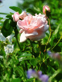 Roses in the Garden von Susan Savad