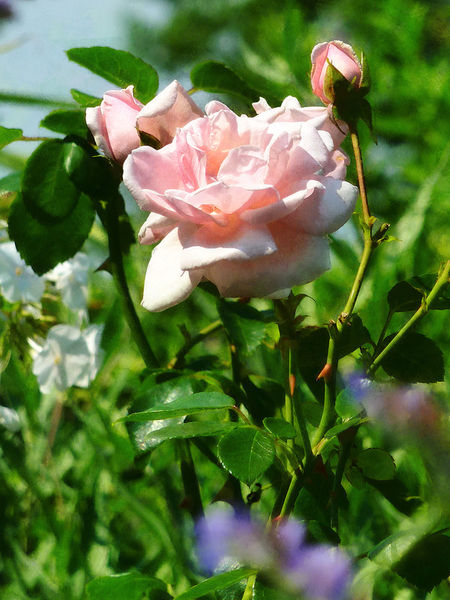 Fa-rosesinthegarden