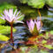 Sig-twopurplewaterlilies