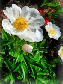 Two White Poppies by Susan Savad