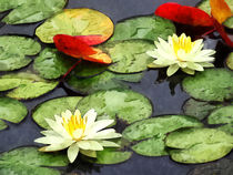 Water Lily Pond in Autumn von Susan Savad