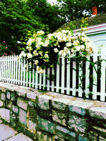 White Roses on a Picket Fence by Susan Savad