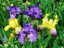 Yellow and Purple Irises von Susan Savad