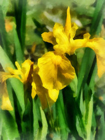 Yellow Japanese Irises by Susan Savad
