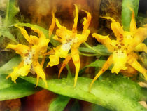 Yellow Miltassia Orchids von Susan Savad