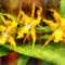 Fa-yellowmiltassiaorchids