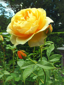 Yellow Rose and Buds von Susan Savad