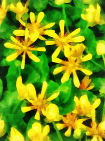 Yellow Wildflowers by Susan Savad