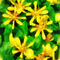 Sig2-yellowwildflowers