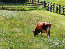 Cow Grazing in Pasture by Susan Savad