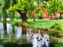 Ducks on Pond by Susan Savad