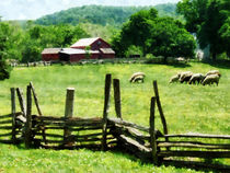 Sheep Grazing in Pasture by Susan Savad