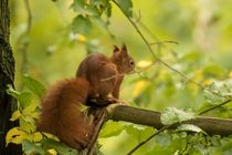 Eichhörnchen im Herbstwald 2 von toeffelshop