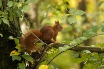 Eichhörnchen im Herbstwald by toeffelshop