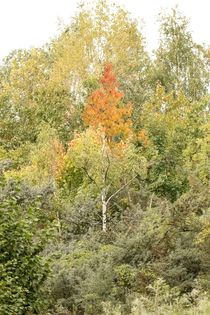 Herbstlicher Wald von toeffelshop
