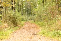 Herbstlicher Waldweg von toeffelshop