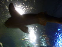 Shark von ivy
