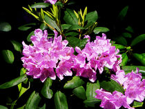 Rhododendron Closeup von Susan Savad