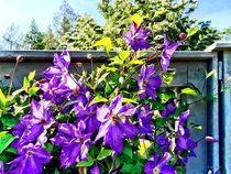 Solina Clematis on Fence by Susan Savad