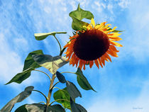 Sunflower and Sky by Susan Savad