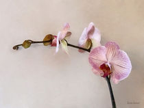 Delicate Pink Phalaenopsis Orchids by Susan Savad