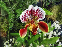 Paph Fiordland Sunset Orchid by Susan Savad