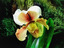 Paph Hellas Westonbirt Orchid von Susan Savad