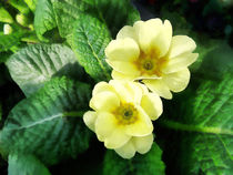 Yellow Primrose Closeup von Susan Savad