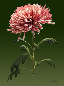 Chrysanthemum Shelbers von Susan Savad