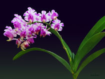 Aerides Lawrenciae X Odorata Orchid by Susan Savad