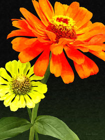 Orange Zinnia and Yellow Zinnia by Susan Savad