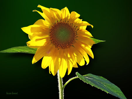 Sig-sunflowersunbathing-green-copy