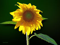 Sunflower Sunbathing by Susan Savad