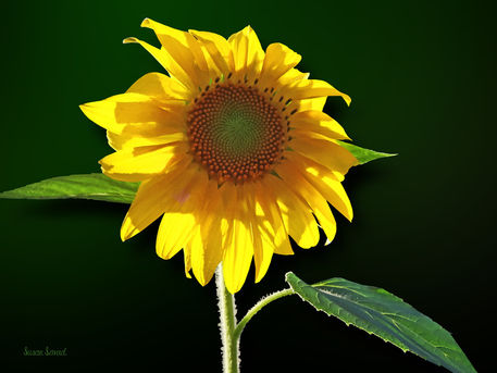Sig-sunflowersunbathing-green-copy