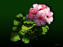 Pale Pink Geranium by Susan Savad