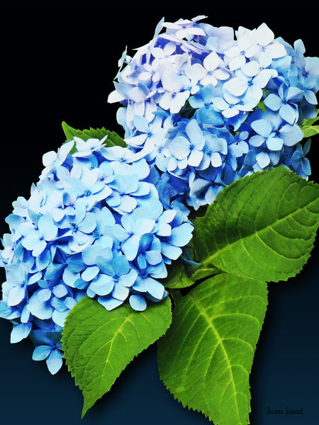 Sig-bluehydrangeaprofile