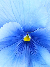 Baby Blue Pansy by Susan Savad
