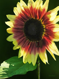 Sunflower Ring of Fire von Susan Savad