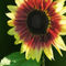 Sig-sunflowerringofflowercloseup