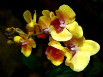 Yellow Orchids Shadow and Light by Susan Savad