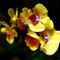 Sig-yelloworchidsshadowandlight