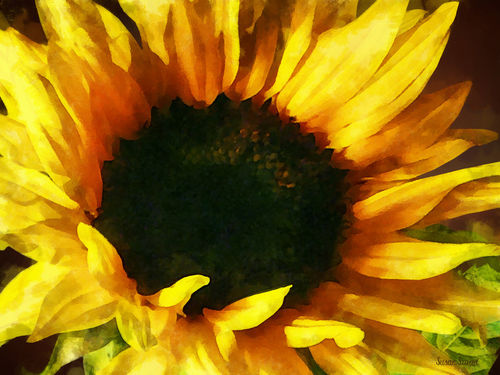 Sig-sunflowershadowandlight
