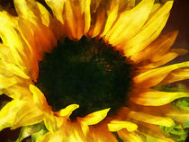 Sunflower Shadow and Light by Susan Savad