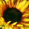 Sig-sunflowershadowandlight