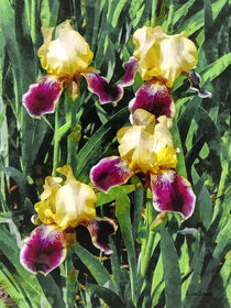 Vingolf Iris by Susan Savad